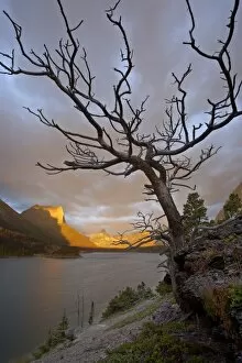 Images Dated 20th August 2008: Bare tree at sunrise, St. Mary Lake, Glacier National Park, Montana, United States of America