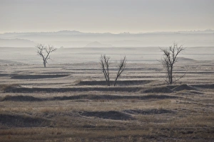 Hazy Prints: Three bare trees on a hazy morning