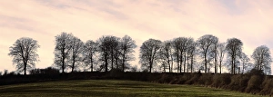 Bare Prints: Bare trees on a ridge across a field at sunset, Bourton on the Hill, Gloucestershire