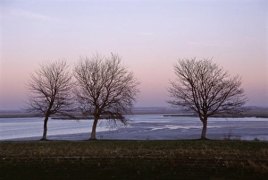 Picardie Prints: Bare trees in winter, St. Valery sur Somme, River Somme estuary, Picardie (Picardy)