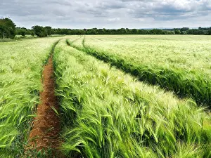 Sustainable Prints: Barley crop in open field with paths running through the green plants in a rural area