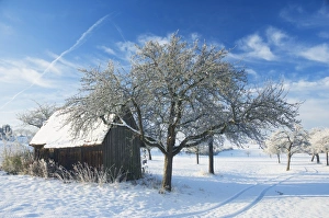Imprint Prints: Barn and apple trees in winter