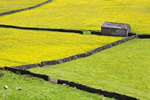 Meadow Prints: Barn and dry stone walls in buttercup meadows at Gunnerside