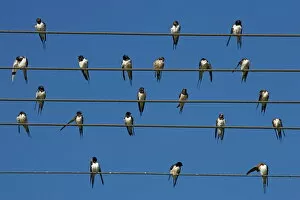 Large Group Of Animals Gallery: Barn (European) swallow (Hirundo rustica) on wire, Overberg, Western Cape