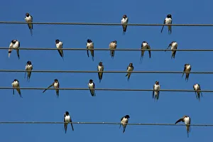Images Dated 10th November 2008: Barn (European) swallow (Hirundo rustica) on wire, Overberg, Western Cape