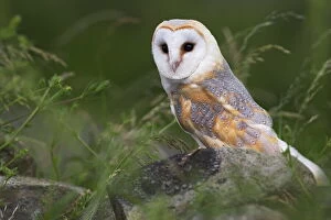 Images Dated 27th January 2000: Barn owl on dry stone wall, Tyto alba, United Kingdom, Europe