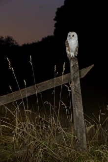 Tyto Alba Prints: Barn owl perched on an old farm gate, Suffolk, England, United Kingdom, Europe