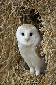 Images Dated 26th August 2010: Barn owl ( Tyto alba), captive, in bales of straw, Barn Owl Centre, Gloucestershire