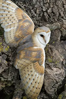 Cumbria Prints: Barn owl (Tyto alba), captive, Cumbria, England, United Kingdom, Europe