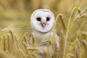 Barn owl (Tyto alba), captive, Cumbria, England, United Kingdom, Europe