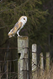 Anticipation Prints: Barn owl (Tyto alba), captive, United Kingdom, Europe