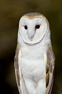 Barn owl (Tyto alba) in captivity, Arizona Sonora Desert Museum, Tucson