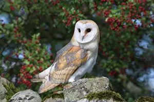 Seated Prints: Barn owl (Tyto alba), on dry stone wall with hawthorn berries in late summer