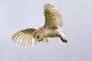 Cumbria Prints: Barn owl (Tyto alba) in flight, in captivity, Cumbria, England, United Kingdom, Europe