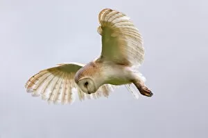 Images Dated 16th July 2010: Barn owl (Tyto alba) in flight, in captivity, Cumbria, England, United Kingdom, Europe