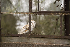 Barn owl (Tyto alba), Herefordshire, England, United Kingdom, Europe