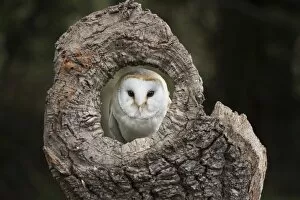 Herefordshire Collection: Barn owl (Tyto alba), Herefordshire, England, United Kingdom, Europe