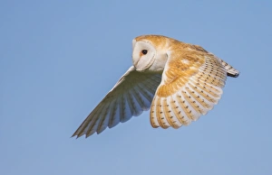 Tyto Alba Prints: Barn Owl (Tyto Alba), Northumberland, United Kingdom, Europe
