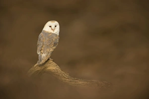 Tyto Alba Prints: Barn owl (Tyto alba) perched on fallen log, United Kingdom, Europe