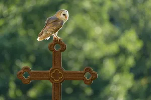 Raptor Prints: Barn owl (Tyto alba) sitting on a cross, Gerolstein, Rhineland-Palatinate, Germany