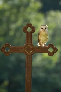 Raptor Prints: Barn owl (Tyto alba) sitting on a cross, Gerolstein, Rhineland-Palatinate, Germany