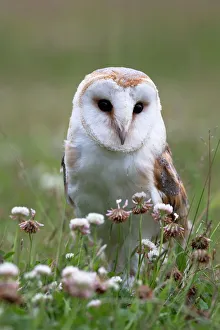 Meadow Prints: Barn owl (Tyto alba), in summer meadow, captive, United Kingdom, Europe