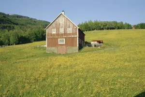 Cultivate Prints: Barn in rape field in summer