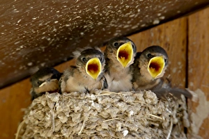 Adorable Prints: Four barn swallow (Hirundo rustica) chicks chirping, Custer State Park