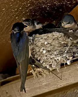 Chicks Prints: Barn swallow (Hirundo rustica) parent feeding a chick, Custer State Park