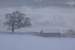 Farm Land Prints: Barn in winter, Derbyshire Dales, Derbyshire, England, United Kingdom, Europe