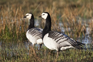 Islay Prints: Barnacle geese (Branta leucopsis)
