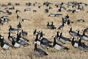 Islay Prints: Barnacle geese (Branta leucopsis) in stubble field