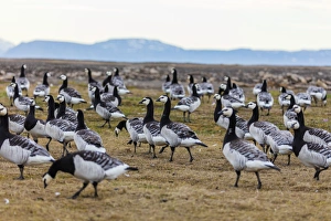 Flock Of Birds Prints: Barnacle goose (Branta leucopsis), Spitsbergen, Svalbard, Arctic, Norway, Europe