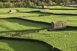 Pretty Prints: Barns and dry stone walls at Gunnerside, Swaledale, Yorkshire Dales, Yorkshire, England