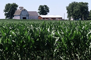 Vegetable Prints: Barns on farm