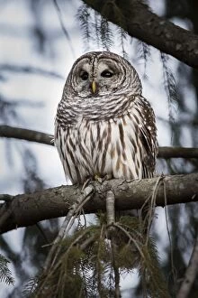 Barred owl on perch, United States of America, North America