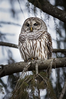 Barred owl on perch, United States of America, North America Barred owl on perch, United States of America, North America