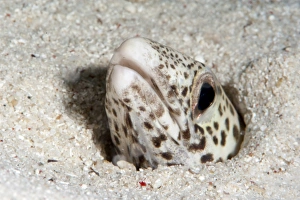 Images Dated 25th May 2008: Barred sand conger eel (Poeciloconger fasicatus), Sulawesi, Indonesia, Southeast Asia, Asia