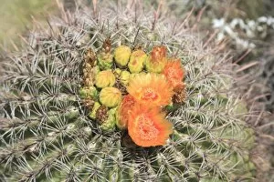Images Dated 3rd September 2007: Barrel cactus in bloom, Saguaro National Park, Tuscon Mountain District west unit