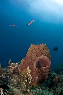 Barrel sponges and creole wrasse, St. Lucia, West Indies, Caribbean, Central America