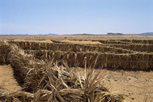 Barrier Prints: Barriers erected to prevent sand drifting onto road