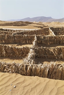 Barriers of palm leaves to control sand