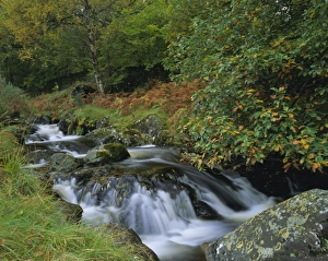 Autumnal Leaves Prints: Barrow Beck and autumnal woodland near Ashness Bridge