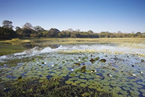 Lily Pad Prints: Basawakkulama Lake, Anuradhapura