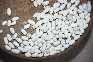 Silk Prints: Basket of silkworms the raw material for the silk industry
