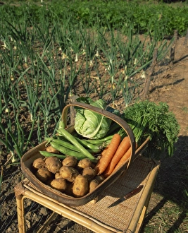 Bean Prints: A basket of vegetables, potatoes, carrots, beans and cabbage, outdoors