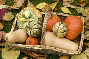 Squash Prints: A basket of winter squash (Cucurbitaceae)