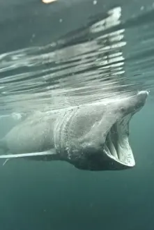 Open Mouth Prints: Basking shark (Cetorhinus maximus) feeding on plankton