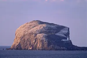 Gannet Prints: Bass Rock, large gannet (Sula bassana) colony of around 80000 nests