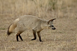 Images Dated 13th October 2007: Bat-eared fox (Otocyon megalotis), Masai Mara National Reserve, Kenya, East Africa